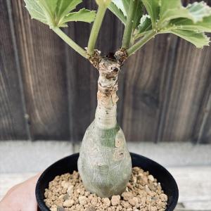 コーデックス:キフォステンマ ベティフォルメ*...の詳細画像3