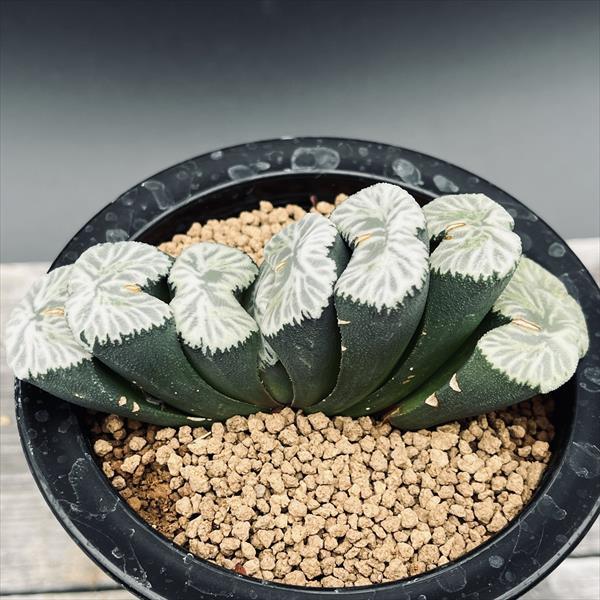 多肉植物：ハオルチア 玉扇 良紋丸葉コンゲスタ*幅10.5ｃｍ　現品！一品限り