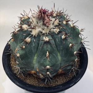 【特大】ユーフォルビア 彩雲閣 トリゴナ 多肉植物 観葉植物 おしゃれ鉢 手渡し 特大】ユーフォルビア 彩雲閣 トリゴナ 多肉植物 観葉植物