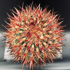 サボテン:フェロカクタス 神仙玉 南方形*幅1...の詳細画像1