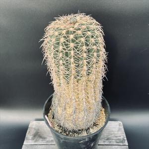 サボテン：フェロカクタス 文鳥丸*幅13cm 現品！一品限り
