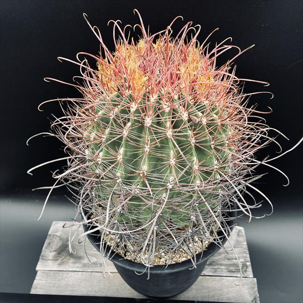 サボテン：フェロカクタス　旋風玉*幅21ｃｍ　現品！一品限り　★根未確認