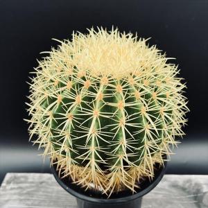 サボテン:エキノカクタス 金鯱*幅17cm 現品...の商品画像