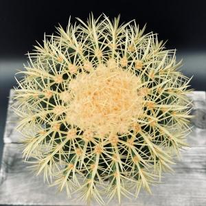 サボテン:エキノカクタス 金鯱*幅17cm 現...の詳細画像1