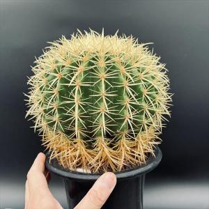 サボテン:エキノカクタス 金鯱*幅17cm 現...の詳細画像2