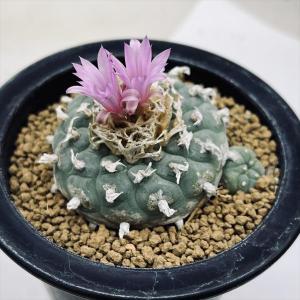 ギムノカリキウム サボテン：ギムノカリキウム ゼガラエ錦*幅10cm 現品！一品限り : 遊恵