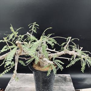 ペラルゴニウム ミラビレ コーデックス：ペラルゴニウム ミラビレ 大株*幅26cm 現品