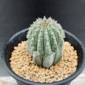 多肉植物：ユーフォルビア　ホリダ梵天*幅3ｃｍ