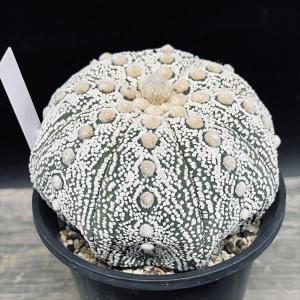 サボテン：アストロフィツム 大鳳玉*幅8cm 現品 一品限り