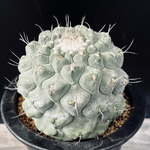 サボテン：ストロンボカクタス　菊水　自根*幅8cm　現品！一品限り