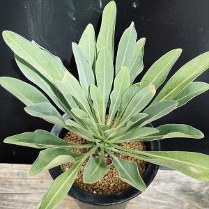 多肉植物:ユーフォルビア 鉄甲丸 実生*L 塊...の詳細画像1