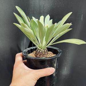 多肉植物:ユーフォルビア 鉄甲丸 実生*L 塊...の詳細画像2