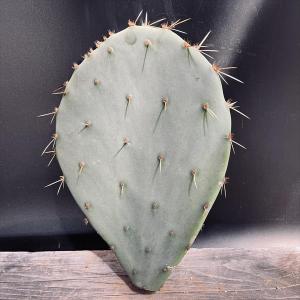 サボテン：アズテキウム ヒントニー 自根*幅6cm 現品 一品限り