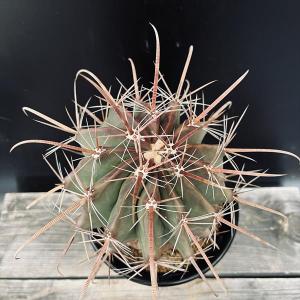 サボテン:フェロカクタス 半島玉*幅12cm ...の詳細画像1