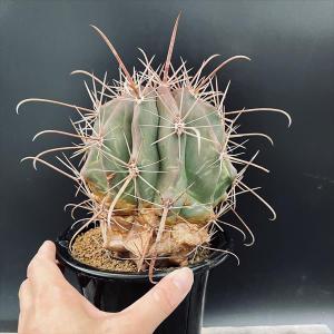 サボテン:フェロカクタス 半島玉*幅12cm ...の詳細画像2