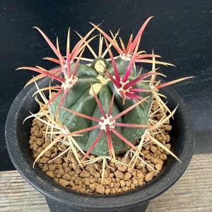 サボテン：フェロカクタス 神仙玉*幅4ｃｍ　☆赤松実生