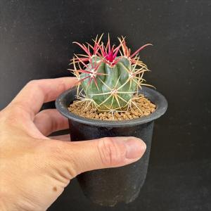 サボテン:フェロカクタス 神仙玉*幅4cm ☆...の詳細画像2