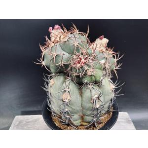 サボテン：フェロカクタス 強刺文鳥丸*幅17cm 現品！一品限り