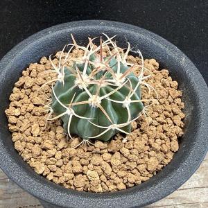 サボテン：アズテキウム 花籠（はなかご）実生*幅3cm 現品 一品限り