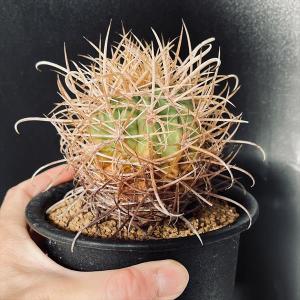 サボテン:フェロカクタス 黄刺金冠竜*幅7cm...の詳細画像2