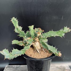 ☆*☆様 メキシコ亀甲竜（SBラベル）　塊根植物　珍奇植物　ディオスコレア・メキ メキシコ亀甲竜（SBラベル） 塊根植物 珍奇植物 ディオスコレア