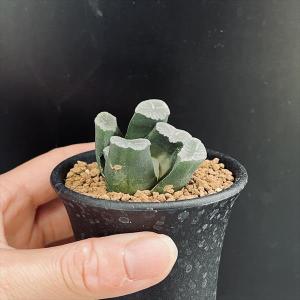 多肉植物:ハオルチア 万象*S 幅5cmの詳細画像2