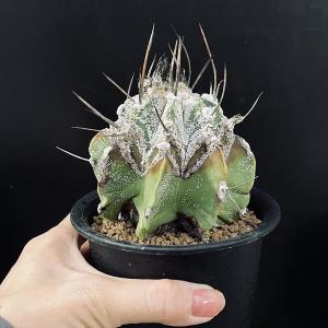 サボテン:アストロフィツム 白瑞鳳玉*幅9cm...の詳細画像2