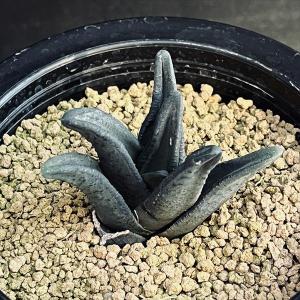 多肉植物：ハオルチア ソルディダ ラブラニー×ラブラニー*幅5.5ｃｍ　現品！一品限り