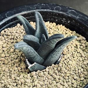 多肉植物:ハオルチア ソルディダ ラブラニー×...の詳細画像1