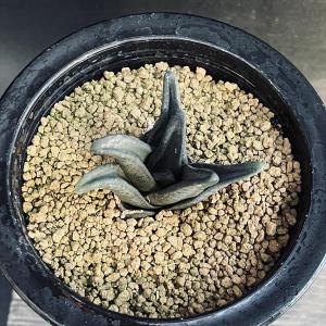 多肉植物:ハオルチア ソルディダ ラブラニー×...の詳細画像2