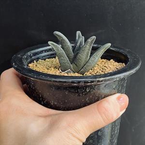 多肉植物:ハオルチア ソルディダ ラブラニー×...の詳細画像3