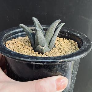 多肉植物:ハオルチア ソルディダ ラブラニー×...の詳細画像4