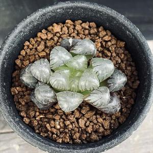 多肉植物：ハオルチア 選抜オブツーサ*幅8cm : 遊恵盆栽 Yahoo!店