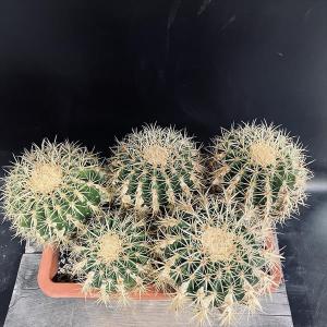 ☆特価☆サボテン:エキノカクタス 金鯱 5個入...の詳細画像1