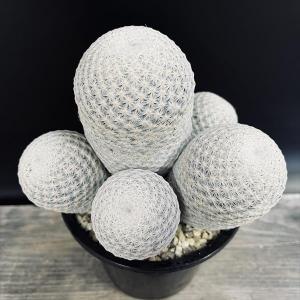 サボテン:マミラリア 白鳥群生*幅15cm 現品...の商品画像