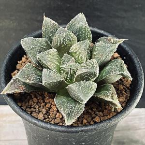 多肉植物：ハオルチア 毛蟹*幅6ｃｍ
