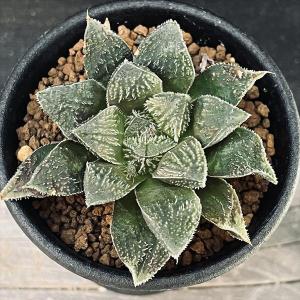 多肉植物:ハオルチア 毛蟹*幅6cmの詳細画像1