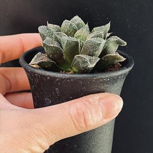 多肉植物:ハオルチア 毛蟹*幅6cmの詳細画像2