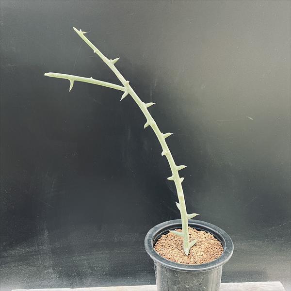 コーデックス：アデニア　グロボーサ　挿し木*幅3ｃｍ