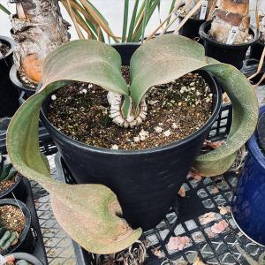 多肉植物：ウェルウィッチア　ミラビリス　奇想天外*幅36ｃｍ　現品！一品限り　☆店頭にてお渡し　発送はできません☆