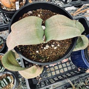 多肉植物:ウェルウィッチア ミラビリス 奇想天...の詳細画像1