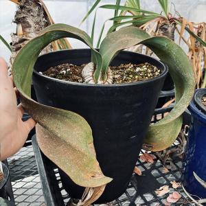 多肉植物:ウェルウィッチア ミラビリス 奇想天...の詳細画像2