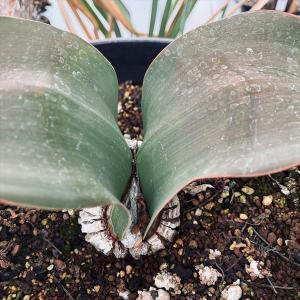 多肉植物:ウェルウィッチア ミラビリス 奇想天...の詳細画像3