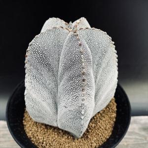 群生 妖鬼殿 紫肌 テフロカクタス モリネンシス 蛸壺 サボテン 群生 妖鬼殿 紫肌 テフロカクタス モリネンシス 蛸壺 サボテン