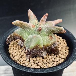 サボテン　アリオカルプス 黒牡丹 大株 塊根　　 国内実生繁殖苗 サボテン アリオカルプス 黒牡丹 大株 塊根 国内実生繁殖苗 観葉植物