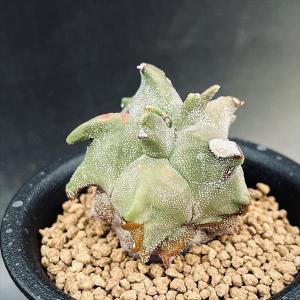 サボテン：アストロフィツム 三角碧瑠璃鸞鳳玉 実生*幅11cm 現品