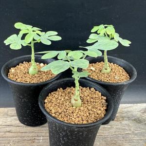 ☆特価☆コーデックス：アデニア　グラウカ　3個セット*塊根幅1ｃｍ