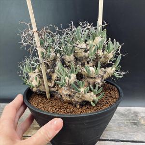 コーデックス:チレコドン レティキュラーツス ...の詳細画像2