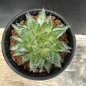 多肉植物:ハオルチア ブロッキー*幅6cmの詳細画像1