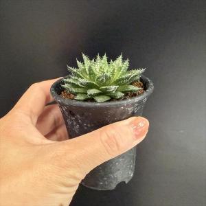 多肉植物:ハオルチア ブロッキー*幅6cmの詳細画像2